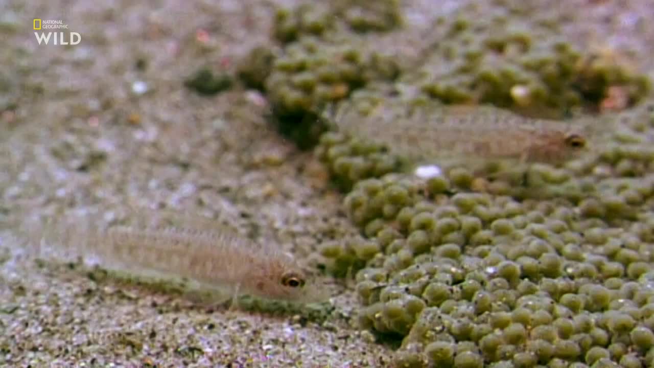 FI NATIONAL GEOGRAPHIC WILD FHD [MULTI SUB] - FINLAND